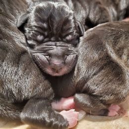 Great Dane Puppies from Dog in Mind Danes