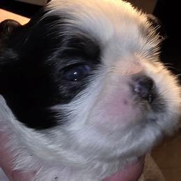 Boy5 - Black and white male Shih Tzu puppy in Buxton, Massachusetts from Shih Tzu Junction