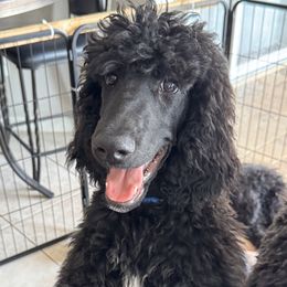 Dubai - Black male Poodle puppy in Ruskin, Florida from Leslie's Poodles