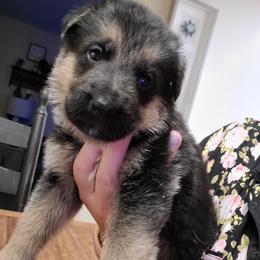 Brown - Black and red male German Shepherd puppy in Coatesville, Pennsylvania from Jessica's German Shepherds