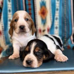 Basset Hound and Bloodhound Puppies from Sandhill Hounds of Nebraska