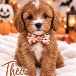 Theo - Red male Cavapoo puppy in Theodore, Alabama from Horton & Co. Cavapoos