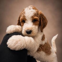 Tommy - Parti male Goldendoodle puppy in Rocky Point, North Carolina from CelticDoods