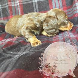 Dachshund Puppies from CSW Dachshunds