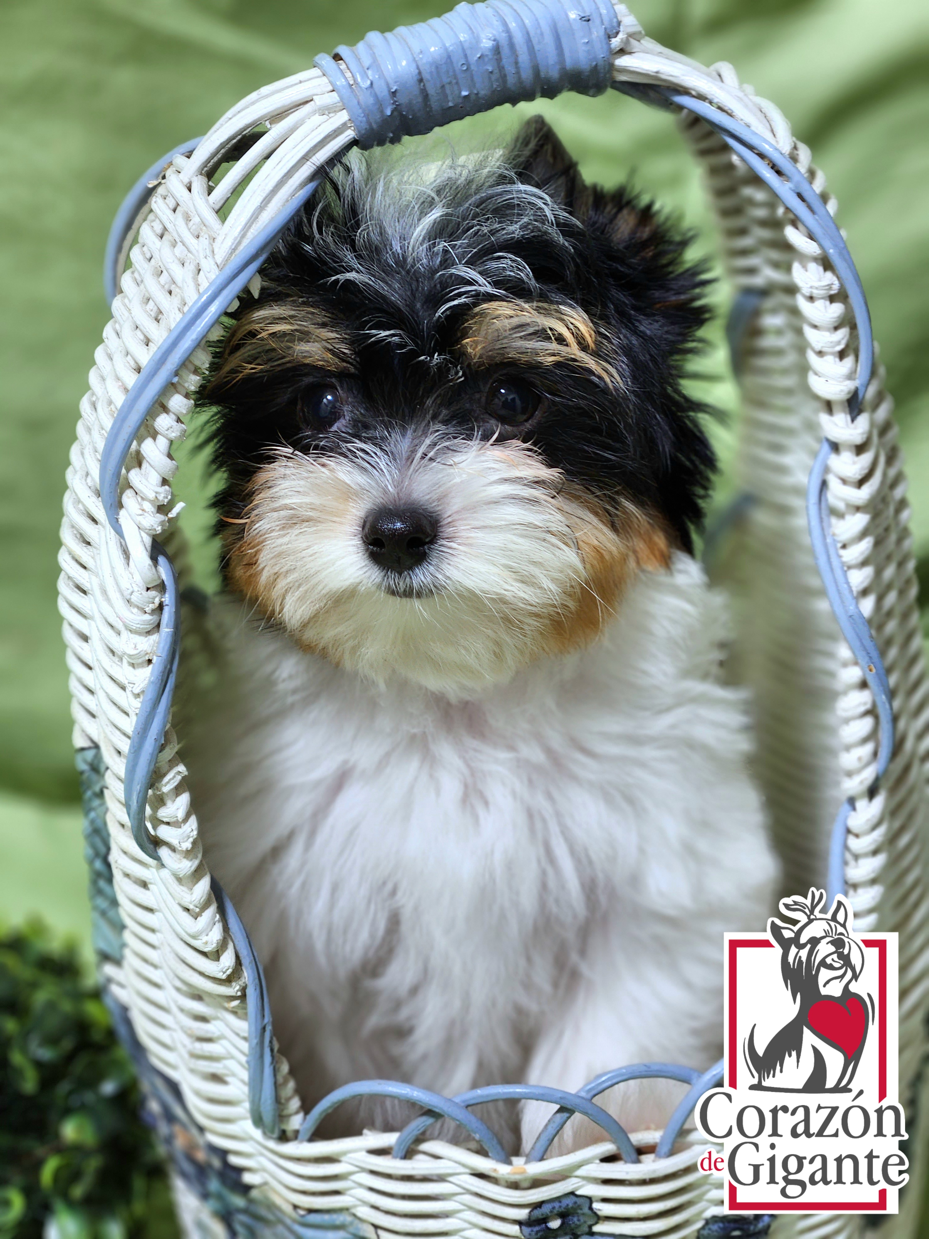 Biewer Terrier and Yorkshire Terrier Puppies from Corazón de gigante