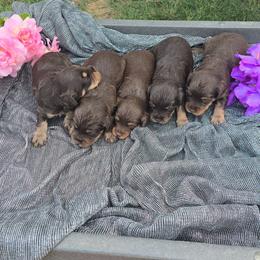 Cavapoo puppies from Petite Pups