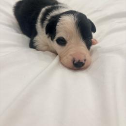 Tuk - Black and white female Border Collie puppy in Taylor, Arizona from Vowell Farm Border Collies