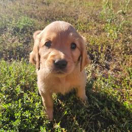 Fontina - Golden female Golden Retriever puppy in Dayton, Minnesota from Akoya Kennels