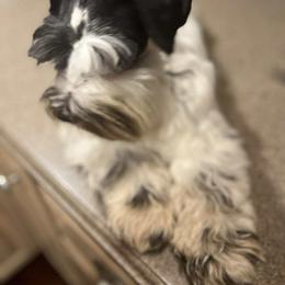Jazzy - Miniature Schnauzer