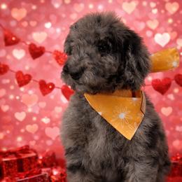 Blitzen - Merle male Goldendoodle puppy in Fort Collins, Colorado from Front Range Family Doodles