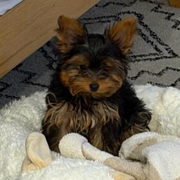 Boy 1 - Black and gold male Yorkshire Terrier puppy in Chino Hills, California from Chino Hills Yorkies