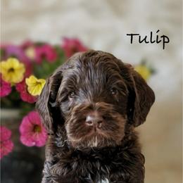 Tulip - Chocolate female Australian Labradoodle puppy in Washington, North Carolina from Pamlico Labradoodles