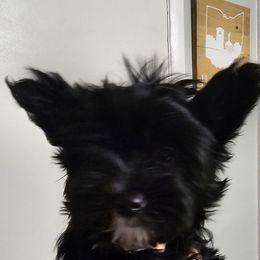 Mars - Parti male Yorkshire Terrier puppy in Hamilton, Ohio from Purebred Yorkies of Ohio