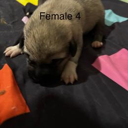 Girl 4 - Fawn female Anatolian Shepherd Dog puppy in Daggett, Michigan from T&S Anatolians