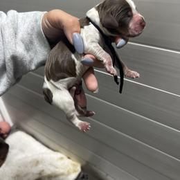 Black boy - Tri-Roan male English Springer Spaniel puppy in Fairfield, California from Goldridge Springers