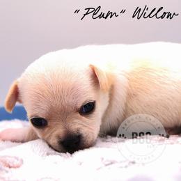 Plum - Cream female Chihuahua puppy in Forsyth, Georgia from Brooks Grove Canines LLC