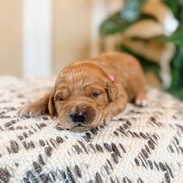 Étouffée - Apricot female Goldendoodle puppy in Jackson, Tennessee from Doodlebug Farms