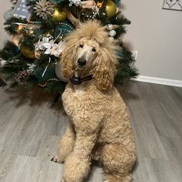 Lenny - Poodle