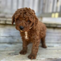 Yellow collar - Red  female Goldendoodle puppy in North Carolina from Lynes of Doodles