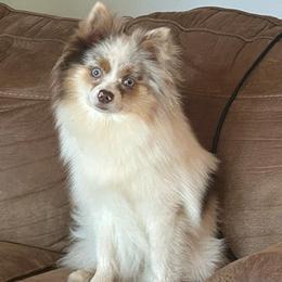Sugar - Lavender female Pomeranian puppy in Hughes Springs, Texas from Hughes Springs Tx Poms