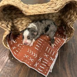 Boy 3 - Blue merle male Miniature Australian Shepherd puppy in Doddridge, Arkansas from Huddleston Farm