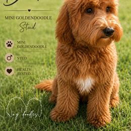 Duke - Goldendoodle