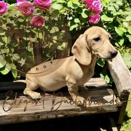 Noelle - Cream Dachshund puppy in Washington, North Carolina from Elegant Dachshunds-Eledox