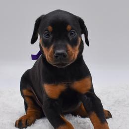 Purple collar female - Black and rust female Doberman Pinscher puppy in Lafayette, Louisiana from Indah Lux Dobermans