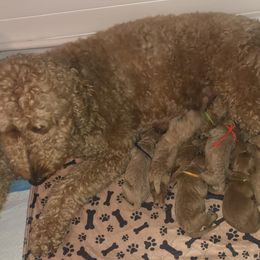 Goldendoodle Puppies from SunriseDoodles