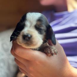 Male 4 - Black brown and white male Basset Hound puppy in Lindley, New York from Hill Top Basset Hounds & Cane Corso