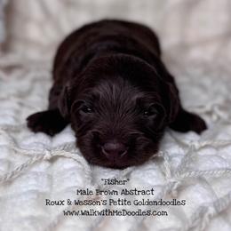 Fisher - Red  male Goldendoodle puppy in Orange, Texas from Walk with Me Doodles