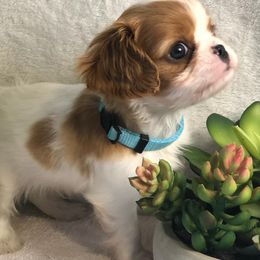 Biewer Terriers, Cavalier King Charles Spaniels, Cavatzus, and Shih Tzus from Rocky Oak Cavaliers & Biewer Terriers LLC