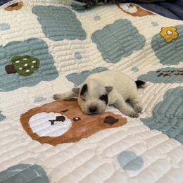 Boy 1 - Blue speckled male Australian Cattle Dog puppy in Concrete, Washington from Back Country Australian Cattle dogs