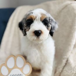 Chip, Black Collar Male - Blue merle male Bernedoodle puppy in Katy, Texas from Bluebonnet Bernedoodles of Southeast Texas