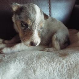 River - Blue merle and white male Collie puppy in New Mexico from Red Canyon
