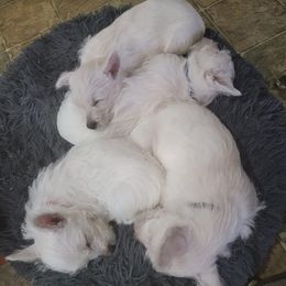 West Highland White Terriers from Gary's West Highland White Terriers