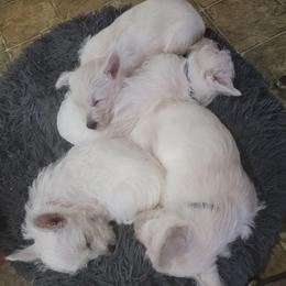 West Highland White Terriers from Gary's West Highland White Terriers