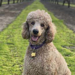Maggie - Poodle