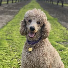 Maggie - Poodle