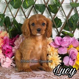 Lucy - Ruby female Cavalier King Charles Spaniel puppy in Hollywood, Florida from World Class Cavaliers