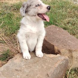 Border Collie Puppies from Bond Border Collies
