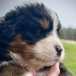 Bernese Mountain Dogs from Beautifully Bernese