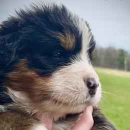 Bernese Mountain Dogs from Beautifully Bernese