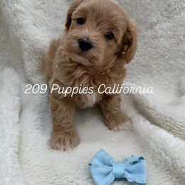 Boy 1 - Apricot Maltipoo puppy in Denair, California from Maltipoopuppiescalifornia