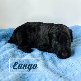 Lungo - Black male Poodle puppy in Ellenburg Center, New York from Kristin's Puppies