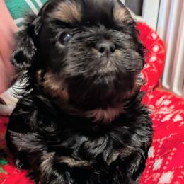 Baby dobie marked boy - Black and tan male Shih Tzu puppy in Surry, Maine from McKayla Hairston