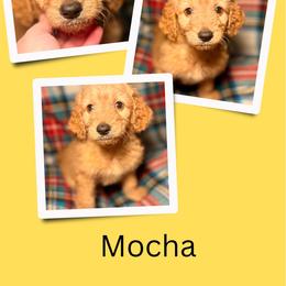 Mocha - Apricot female Goldendoodle puppy in Bluefield, Virginia from Love on a Leash