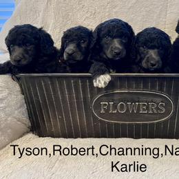 Poodle Puppies from Schrute Farms Standard Poodles