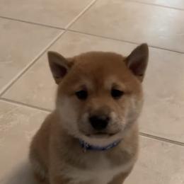 Shiba Inu Puppies from SWFL Shiba Inu Association