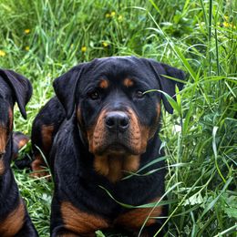 Rottweilers from Juggernaut Rottweilers
